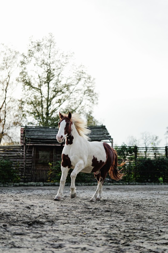 Paardenparadijs | Fotografie: Marjon Lukje