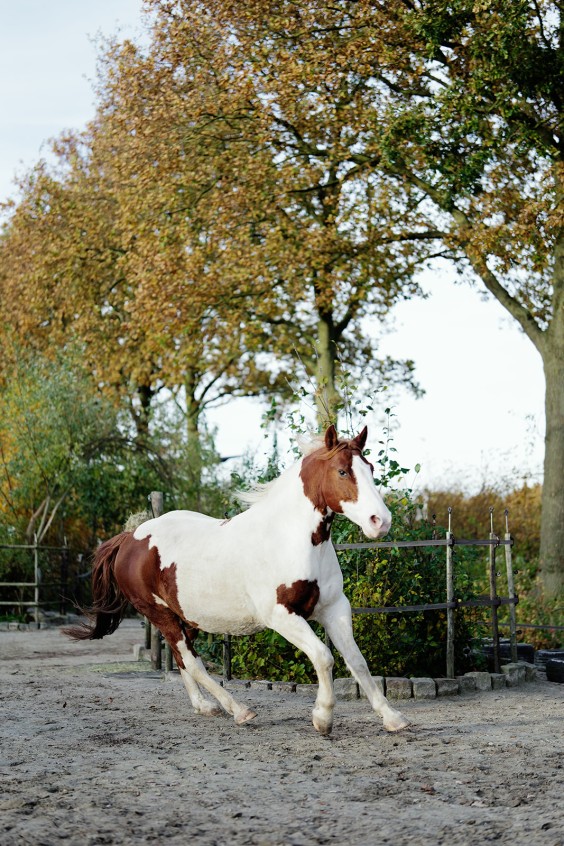 Paardenparadijs | Fotografie: Marjon Lukje