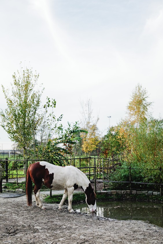 Paardenparadijs | Fotografie: Marjon Lukje