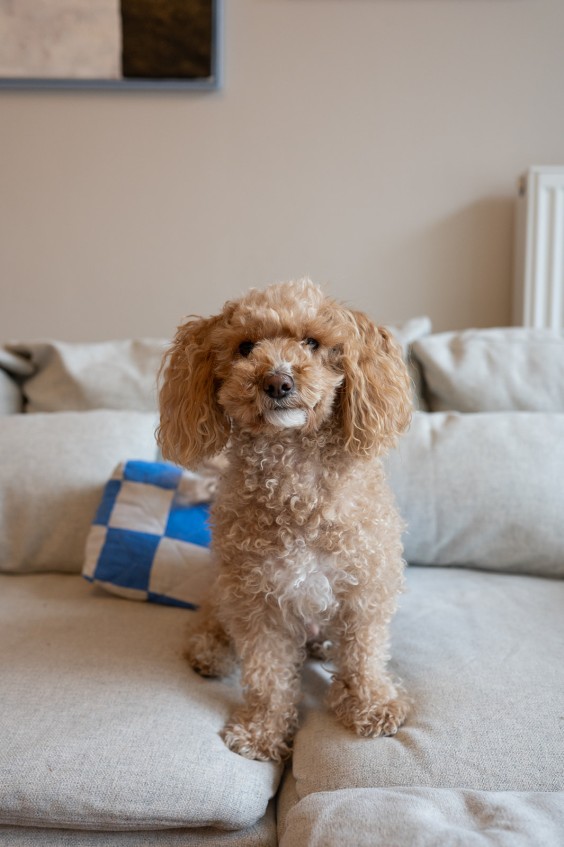 Fotografie: Sheena Schouwink