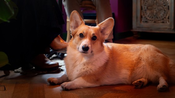 Appartement vol kleur en patronen | Fotografie: Sheena Schouwink