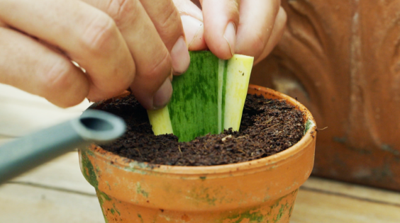 Dracena stekken - Rogier van Vugt