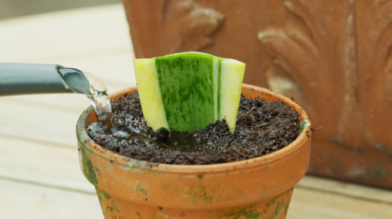 Dracena stekken - Rogier van Vugt