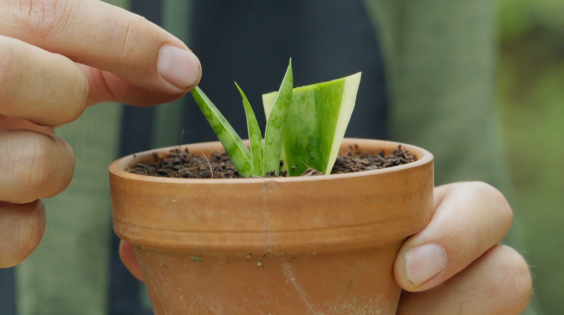 Dracena stekken - Rogier van Vugt