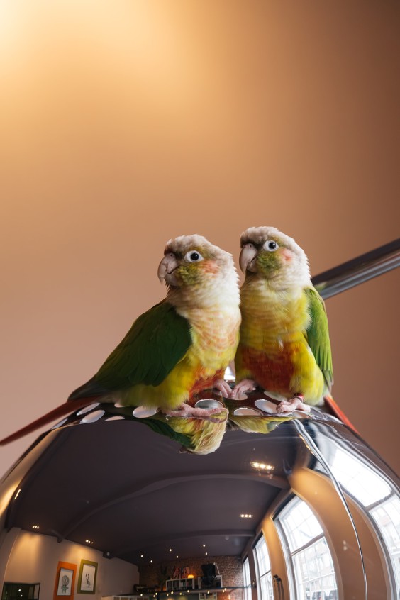 Tamara en Daan wonen in een stijlvol appartement in dit voormalige weeshuis in Den Haag | Fotografie: Roos Eijmers