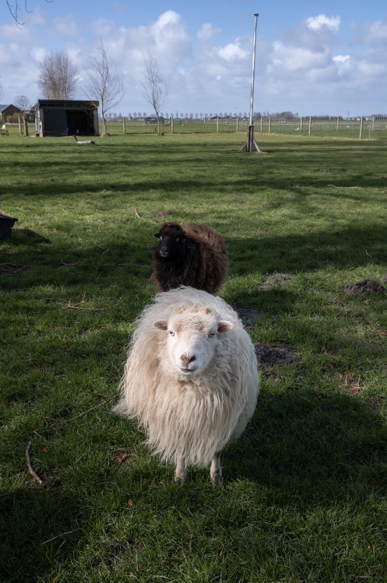 Fotografie | Sheena Schouwink