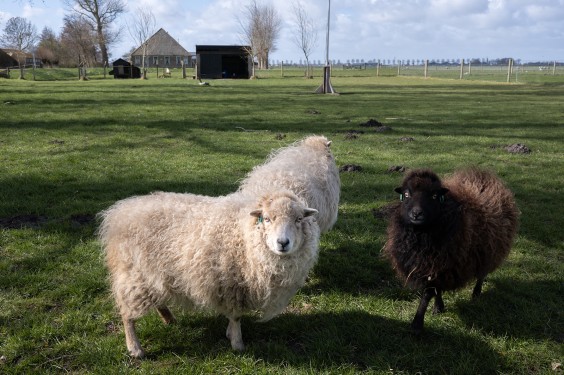 Fotografie | Sheena Schouwink