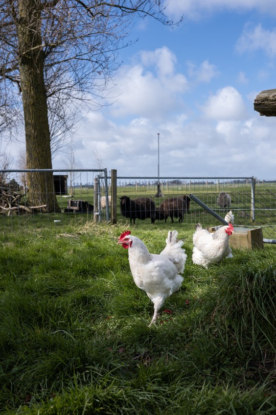 Fotografie | Sheena Schouwink