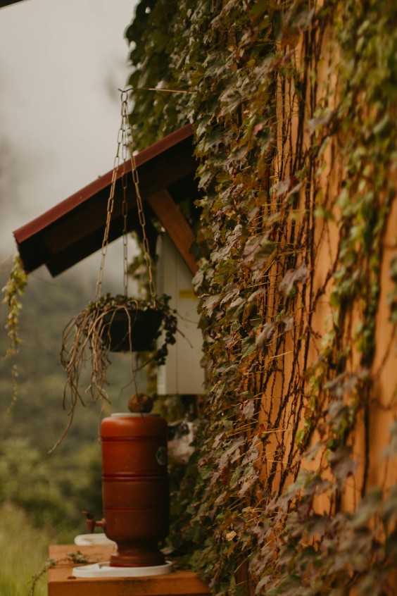 Met het regenwater kan je alle planten weer van water voorzien | Foto: Pexels Nicole Queiroz 