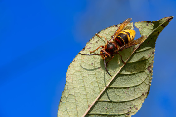 Europese hoornaar | Foto: Marc Nesen via Pexels