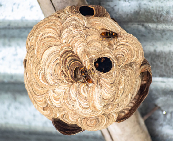 Nest van de Aziatische hoornaar | Foto: Rajesh S Balouria via Pexels 
