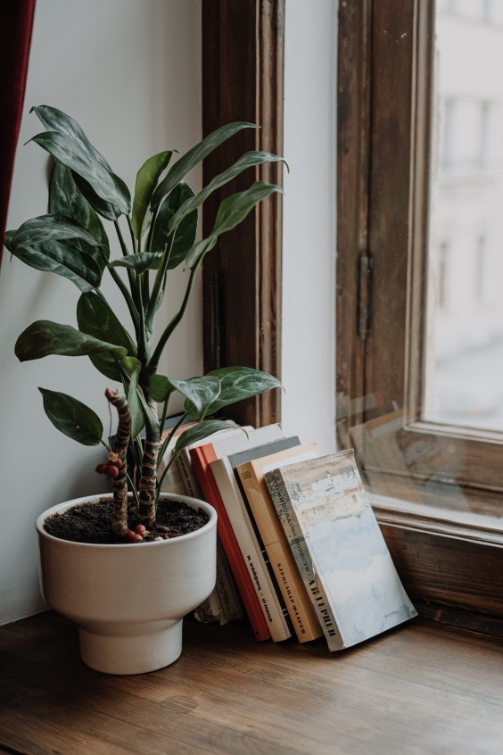 Zilvervisjes - Foto: pexels