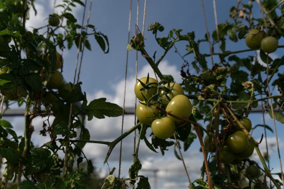 Duurzaam appartementencomplex op IJburg | Fotografie: Sheena Schouwink