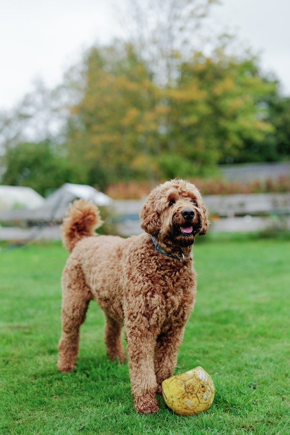 Mieke en haar hulphond Woezel | Fotografie: Marjon Lukje