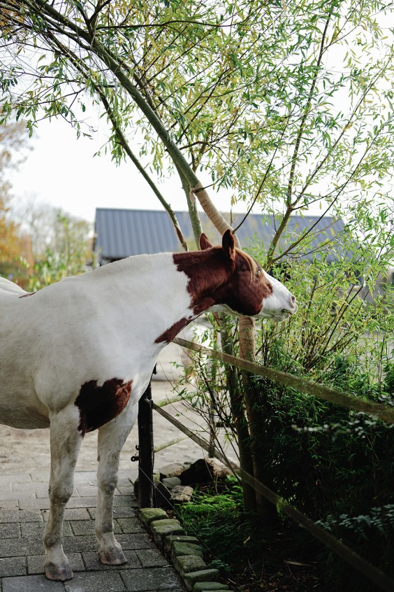 Paardenparadijs | Fotografie: Marjon Lukje