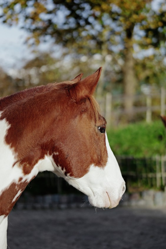 Paardenparadijs | Fotografie: Marjon Lukje