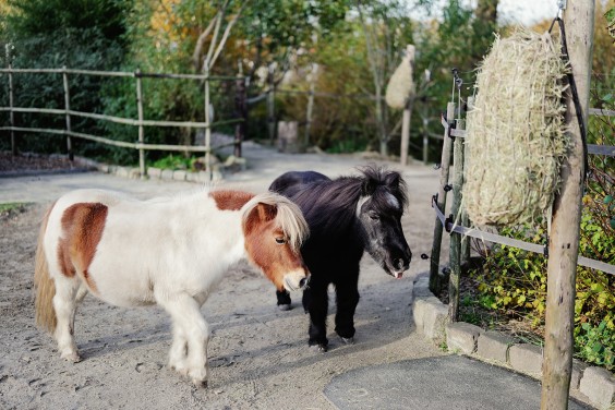 Paardenparadijs | Fotografie: Marjon Lukje