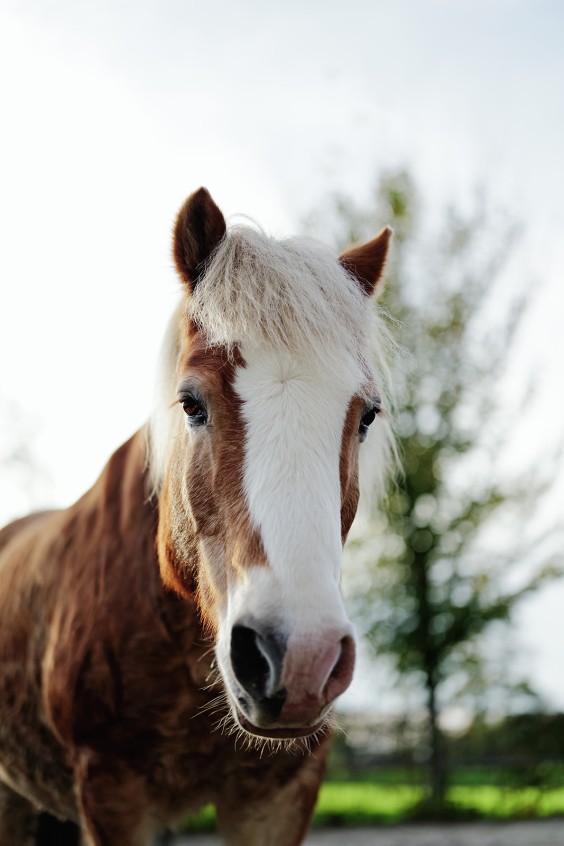 Paardenparadijs | Fotografie: Marjon Lukje