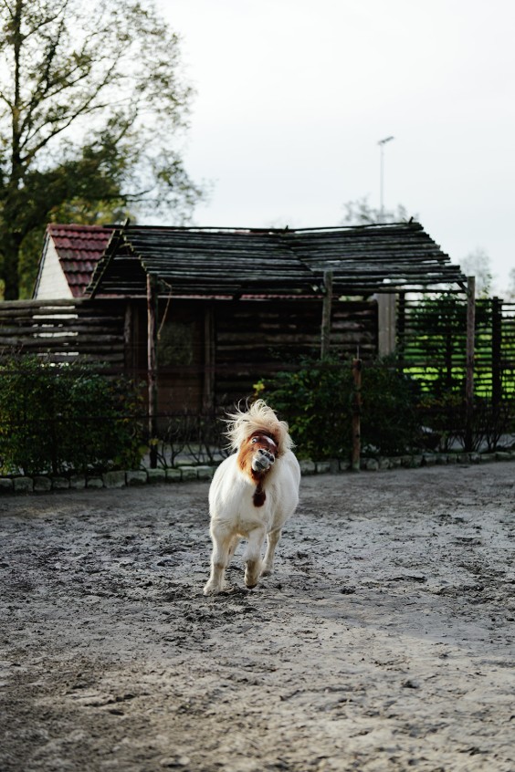 Paardenparadijs | Fotografie: Marjon Lukje