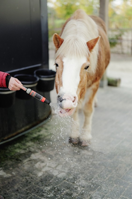 Paardenparadijs | Fotografie: Marjon Lukje