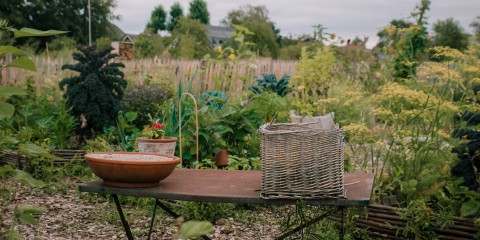 BB Moestuin - Foto: Sheena Schouwink