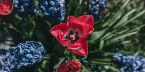 Tulpen in de lentetuin | Foto: Sheena Schouwink