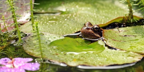 Regenwater in de tuin met kikker | Foto: Pixabay