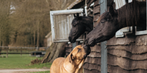 Fotografie: Marjon Lukje