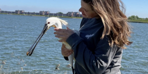 Vogelaar en ecoloog Camilla Dreef met IJsbrand, de lepelaar die zij al van kleins af aan volgt 