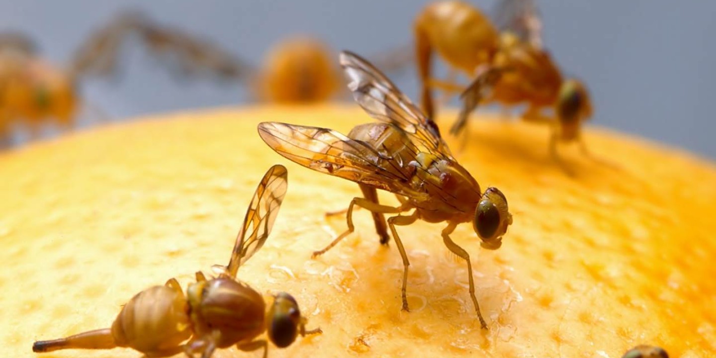 veel fruitvliegjes binnen