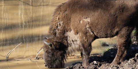 Wisent