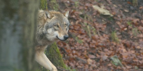 Wolf lopen
