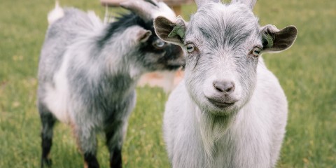 Dwerggeiten lammetjes in de lente | Fotografie: Sheena Schouwink