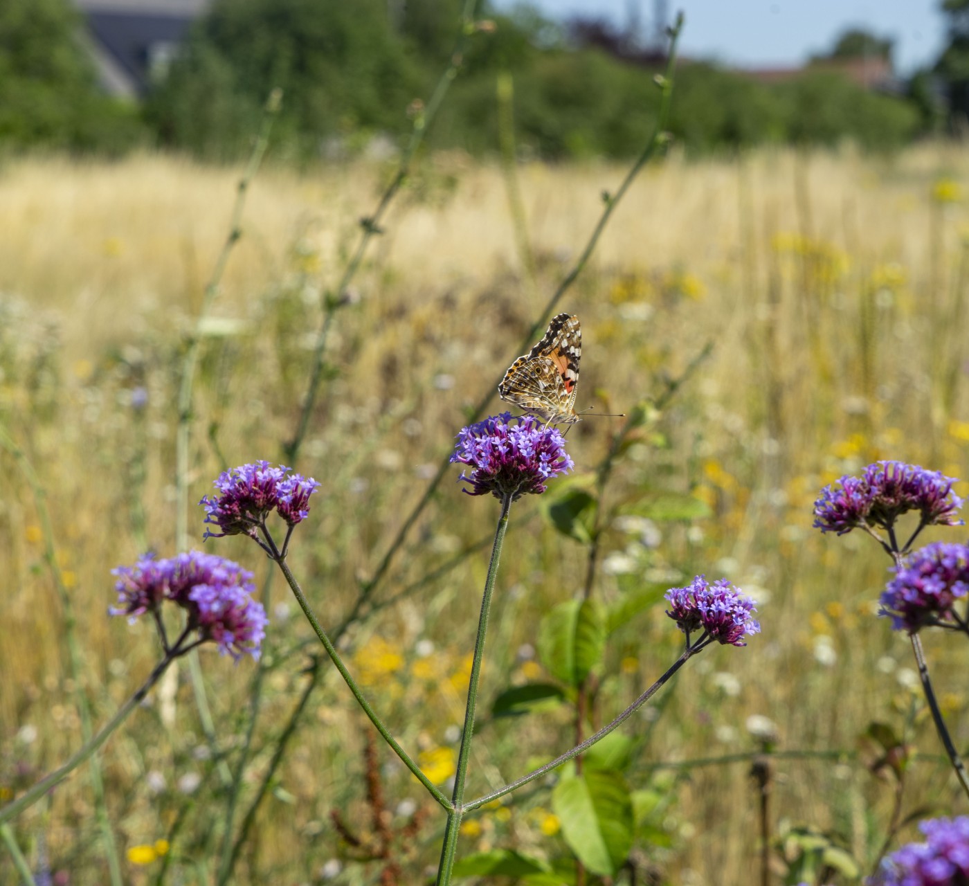 Verbena - Foto: Dorenda van Knegsel