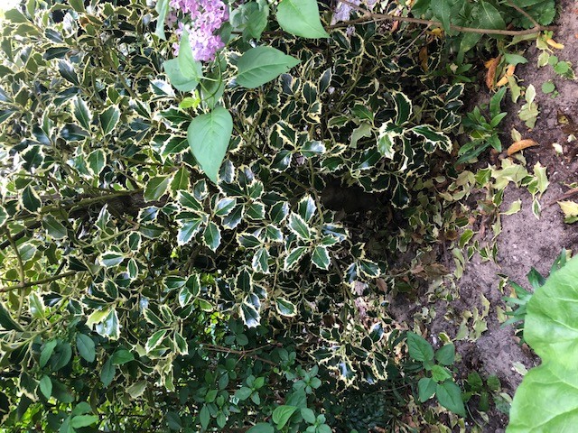 Opknaptuin Monnickendam 3