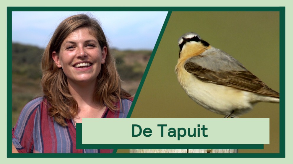 Uitvogelen met Camilla - De Tapuit