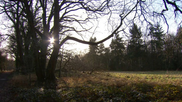  De diversiteit van het Westerwolse landschap