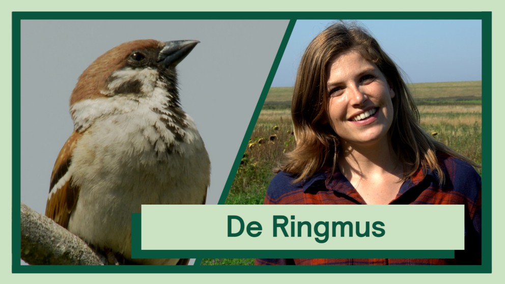 De Ringmus