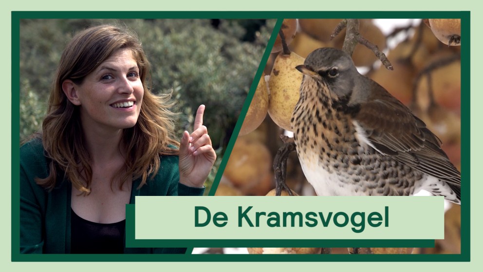 De kramsvogel