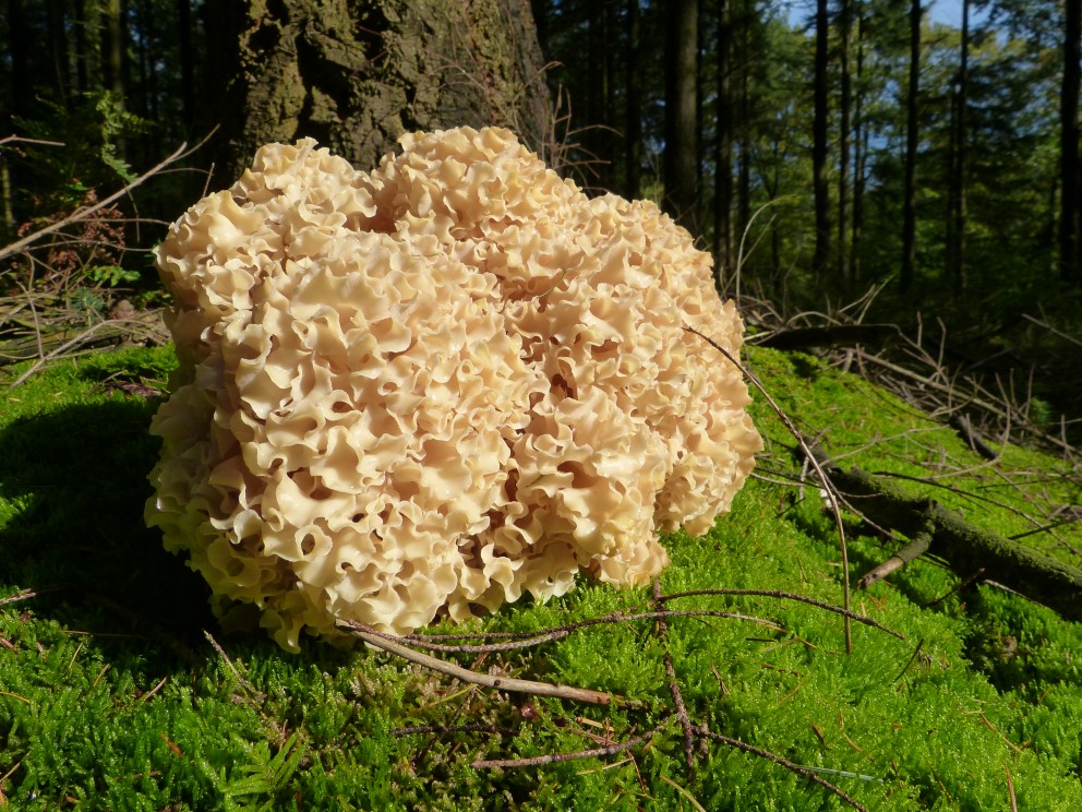 'De sponszwam is magisch!'