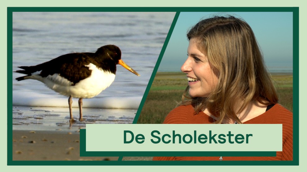 De scholekster