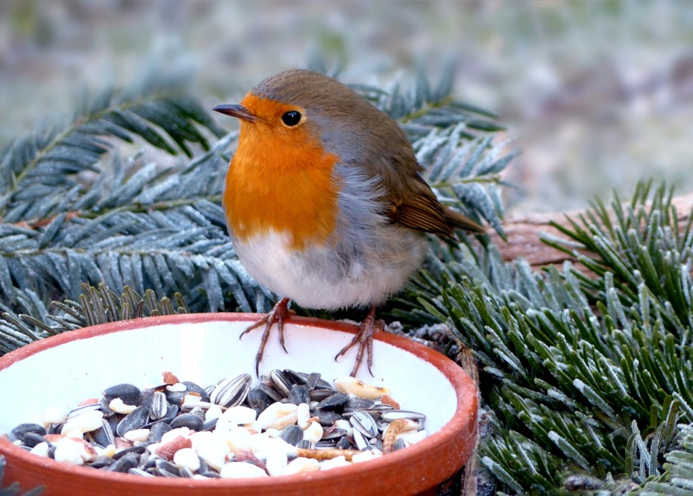 Roodborstje doet zich tegoed aan zaadjes | Foto: Pixabay