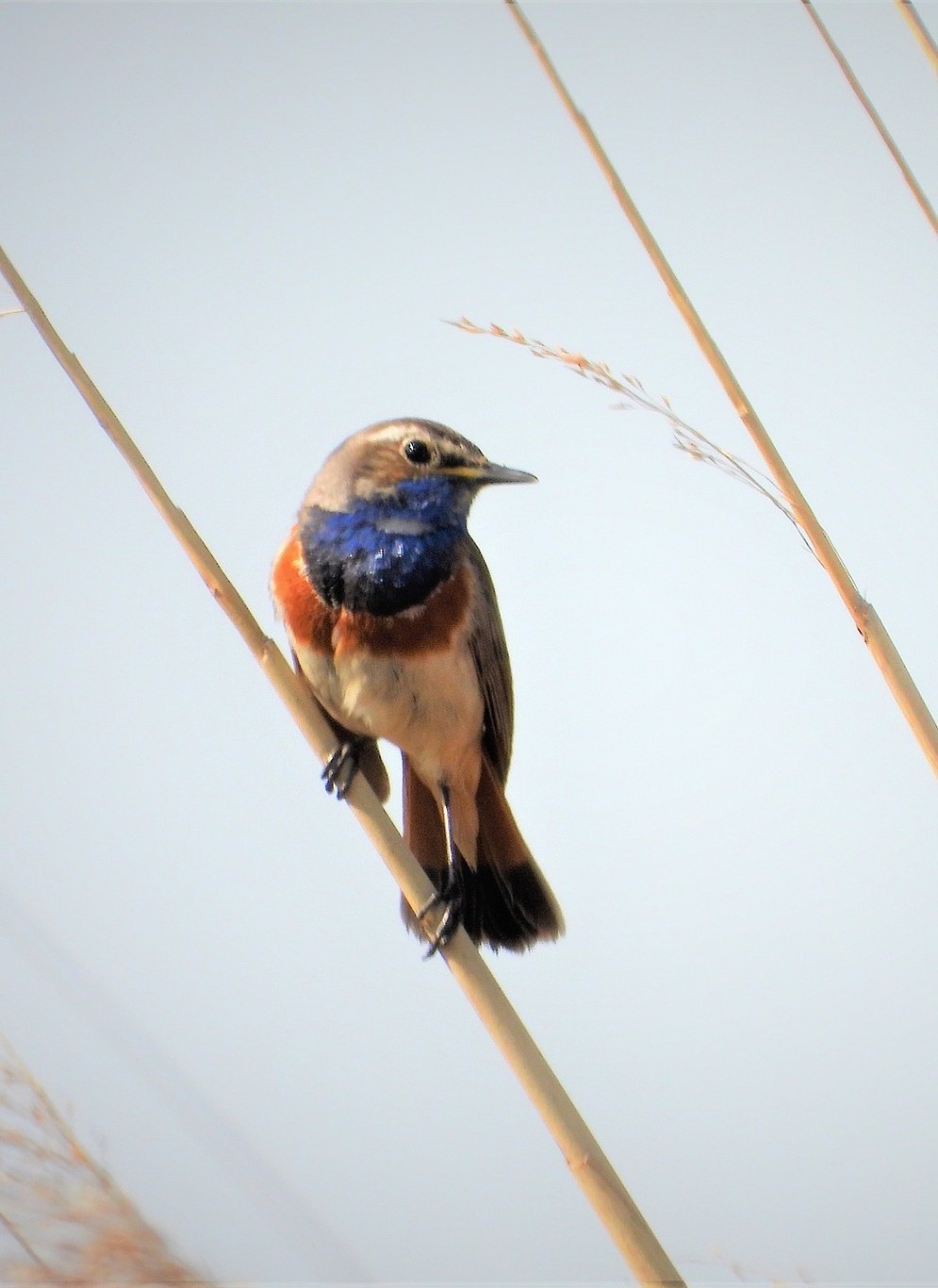Blauwborst
