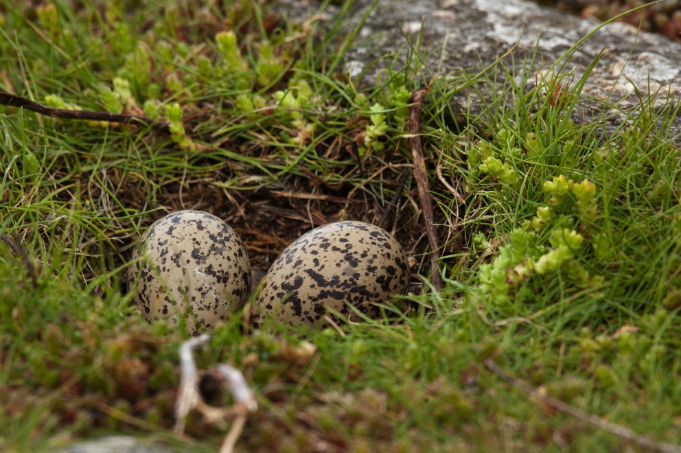 Een scholekstersnest
