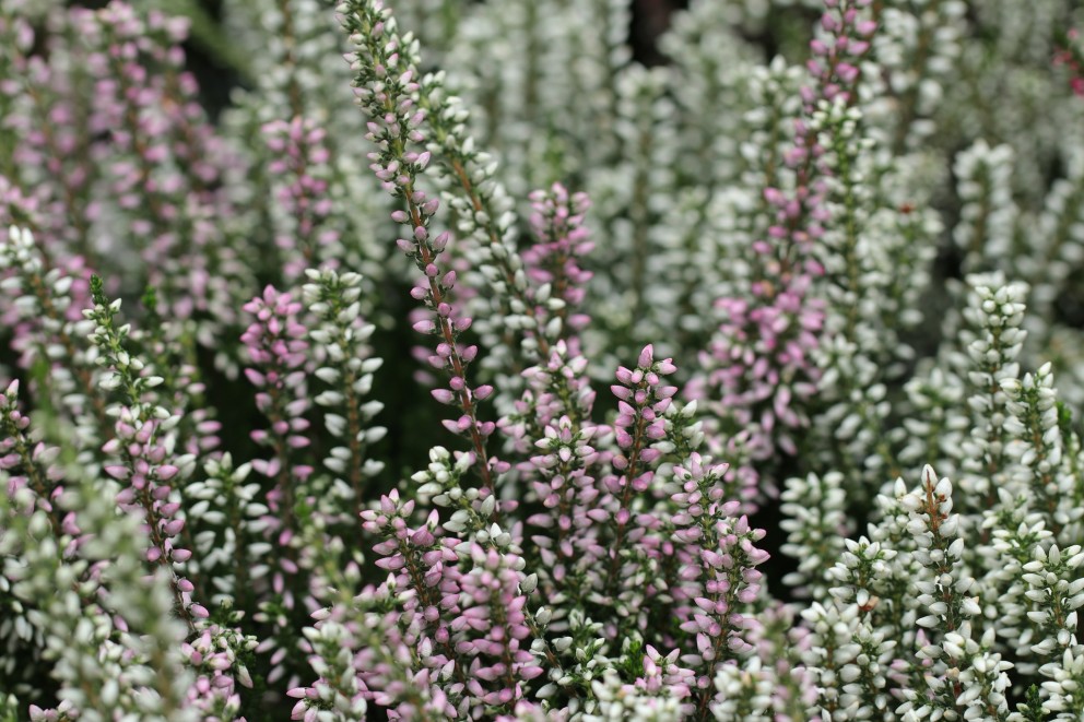 Winterheide | Foto: Pixabay