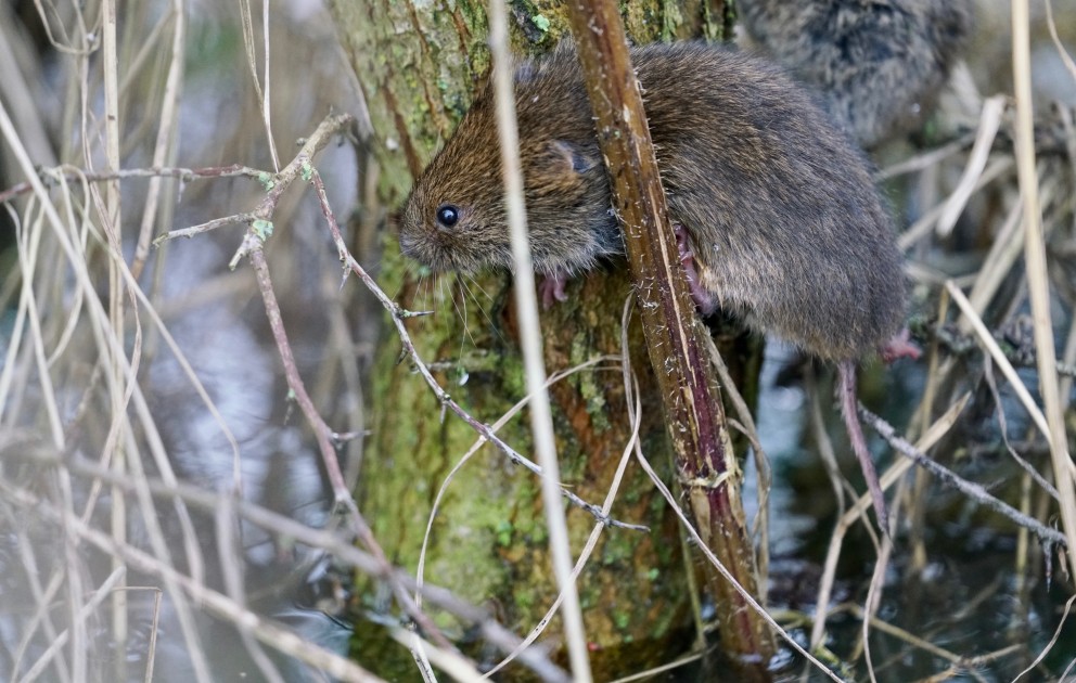 Een muis probeert droge voeten te houden | Foto: Twan Teunissen, Staatsbosbeheer