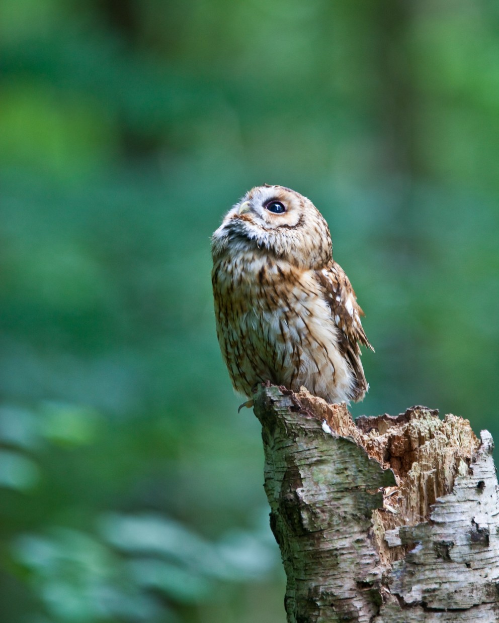 De bosuil | Foto: Nick Jewell