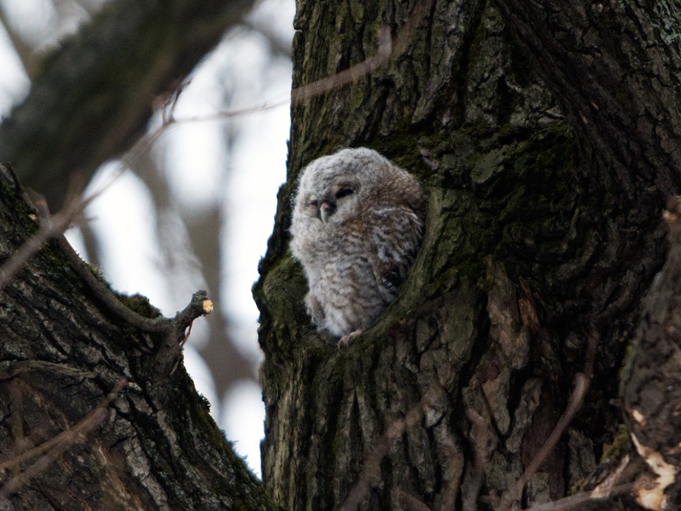 Bosuil kuiken in boom