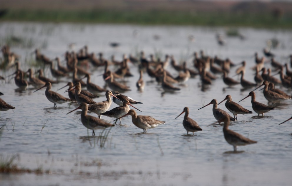 Grutto's komen samen aan het einde van een voorjaarsdag | Foto: Ranbir Mahapatra