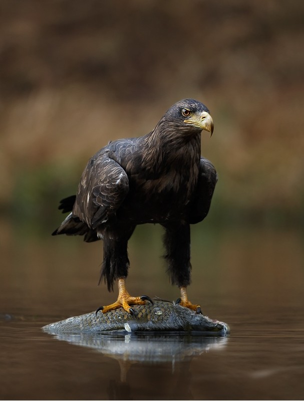 Een jonge zeearend met prooi, waarschijnlijk een karper | Foto: Martin Mecnarowski